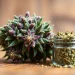 Enhance your knowledge of the miami runtz strain with detailed cannabis buds in vivid colors.