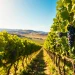 Grapevines flourishing in a vineyard scene illustrating Sacramento Wineries' beauty.